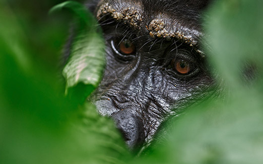 Read more about the article Guide to Gorilla Trekking in Rwanda