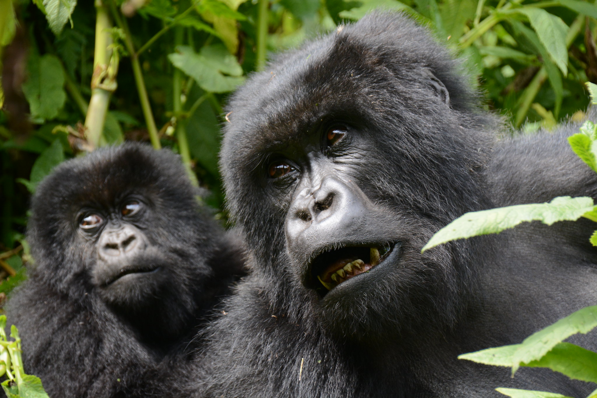 You are currently viewing Gorilla Trekking in Volcanoes National Park