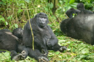 Read more about the article Best Gorilla Trekking Tours in Rwanda