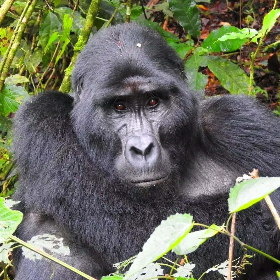 Read more about the article What to Wear and Pack for Gorilla Trekking in Uganda